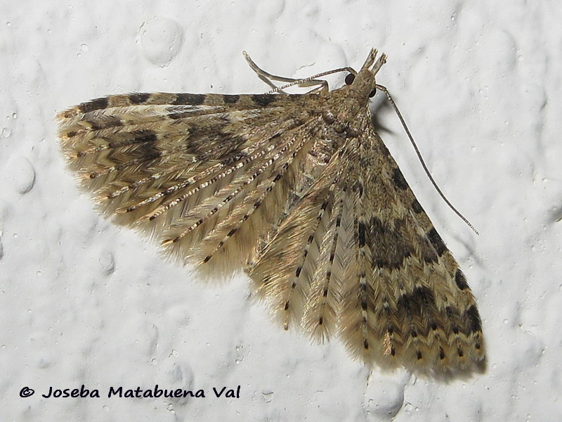 Alucita hexadactyla - Alucitidae